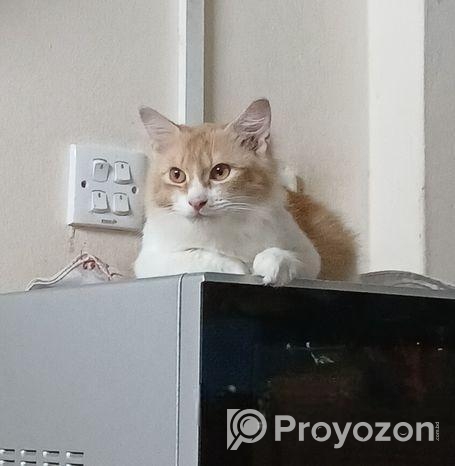 persian cat