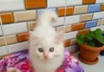Cat Long hair