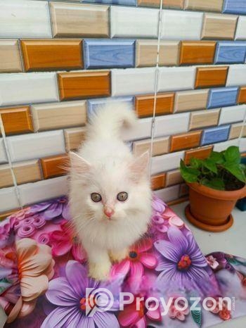Cat Long hair
