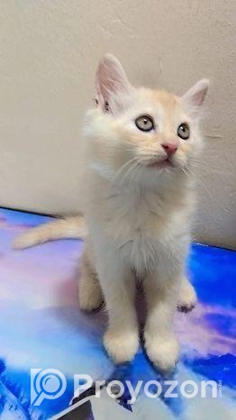 persian cat