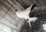 হেলমেট নর