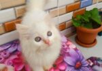 Cat Long hair
