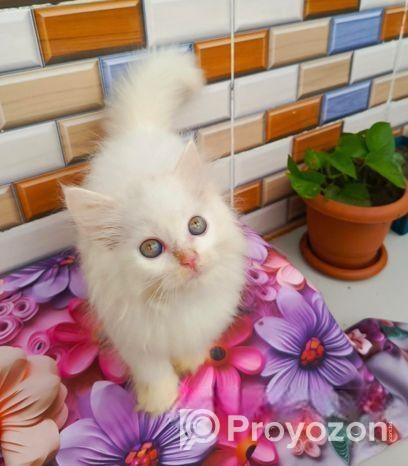 Cat Long hair