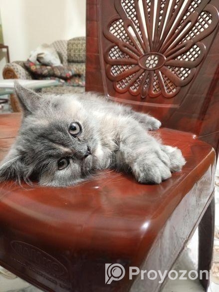 Persian Cat ( পারশিয়ান বিড়াল )