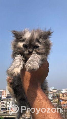 Traditional Persian