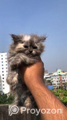Traditional Persian