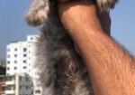 Traditional Persian