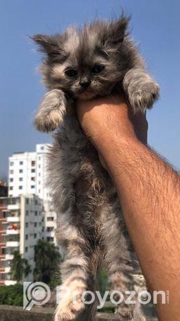 Traditional Persian
