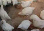 সাদা লেয়ার মুরগি বিক্রি করা হবে
