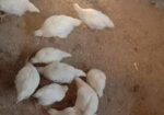 সাদা লেয়ার মুরগি বিক্রি করা হবে