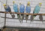 Rainbow Bajrigar
