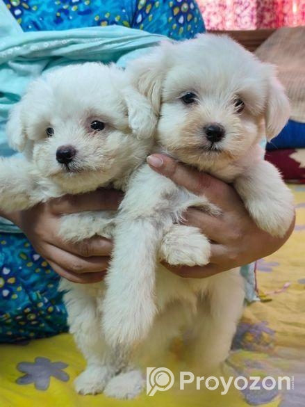 লাসা অ্যাপসো পাপ্পি