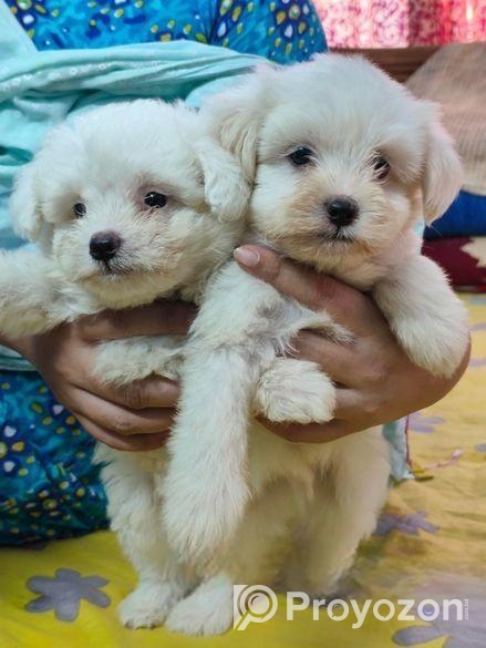 লাসা অ্যাপসো পাপ্পি