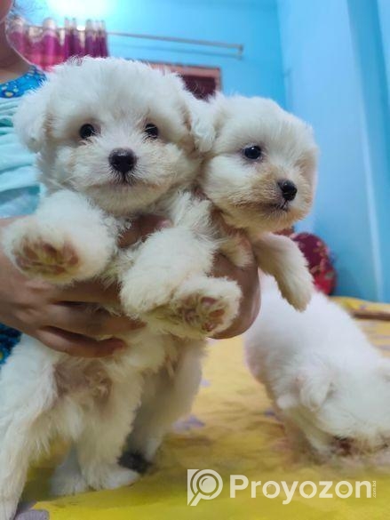 লাসা অ্যাপসো পাপ্পি