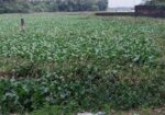 ৩কাঠার একটি লট বিক্রি করা হবে