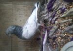 Semi Z Spring bird