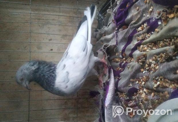 Semi Z Spring bird