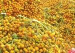 সুপারি