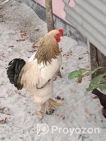 ব্রাহমা মোরগ