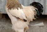ব্রাহমা মোরগ