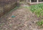 ৩কাঠার একটি লট বিক্রি করা হবে