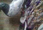 Semi Z Spring bird