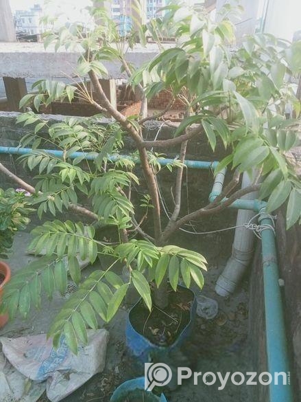 ৫টি গাছ
