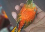 টারকিউজিন পাখি