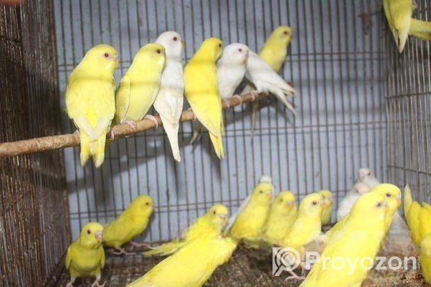 লোটিনো/এলভিনো বাজরিগার (লাল চোখ)