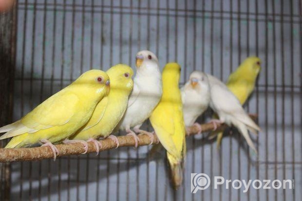 লোটিনো/এলভিনো বাজরিগার (লাল চোখ)