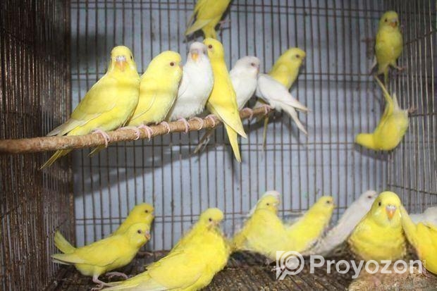 লোটিনো/এলভিনো বাজরিগার (লাল চোখ)