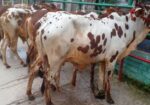 ৫২৬নং উন্নত জাতের ৫টি এড়ে ষাঁড় বাছুর এক লটে