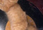 Persian Male Cat