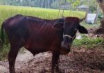 Cow গরু