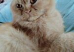 Persian Male Cat