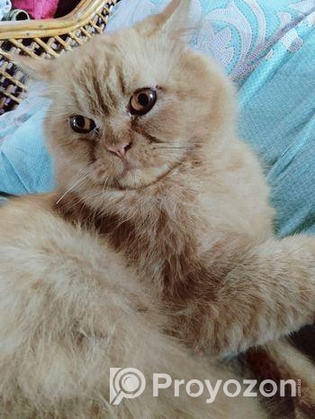 Persian Male Cat