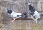 পাকিস্তান গিরিবাজ