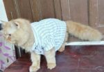 Persian Male Cat