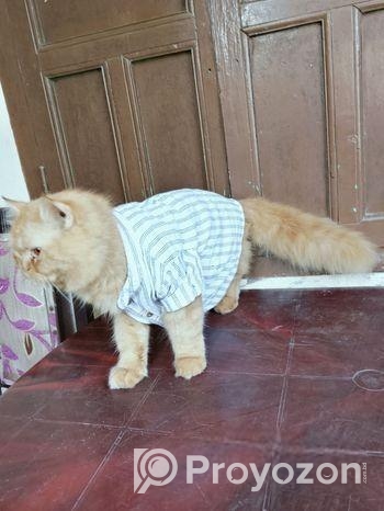 Persian Male Cat