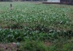৩কাঠার একটি লট বিক্রি করা হবে