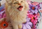 Persian kitten