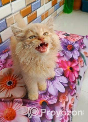 Persian kitten