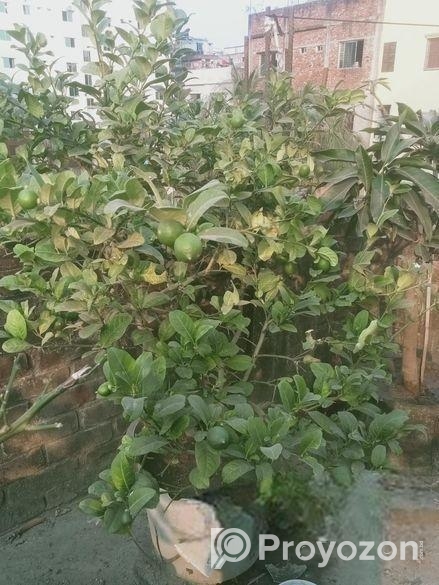 ৫টি গাছ