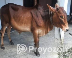 fitted-93_2025-11-04_10-29-43