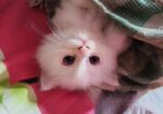 Triple Coat Female Persian