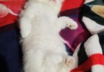 Triple Coat Female Persian