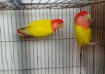 Cocktail, Love Bird