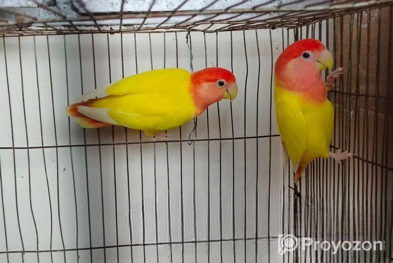 Cocktail, Love Bird