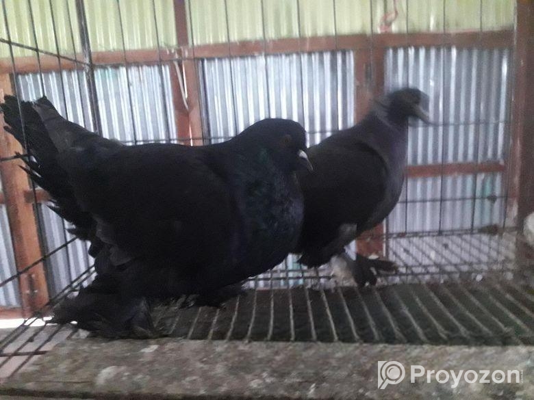 রোমাগনল কবুতর বিক্রি