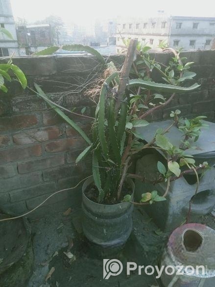 ৫টি গাছ